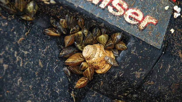 zebra-mussels