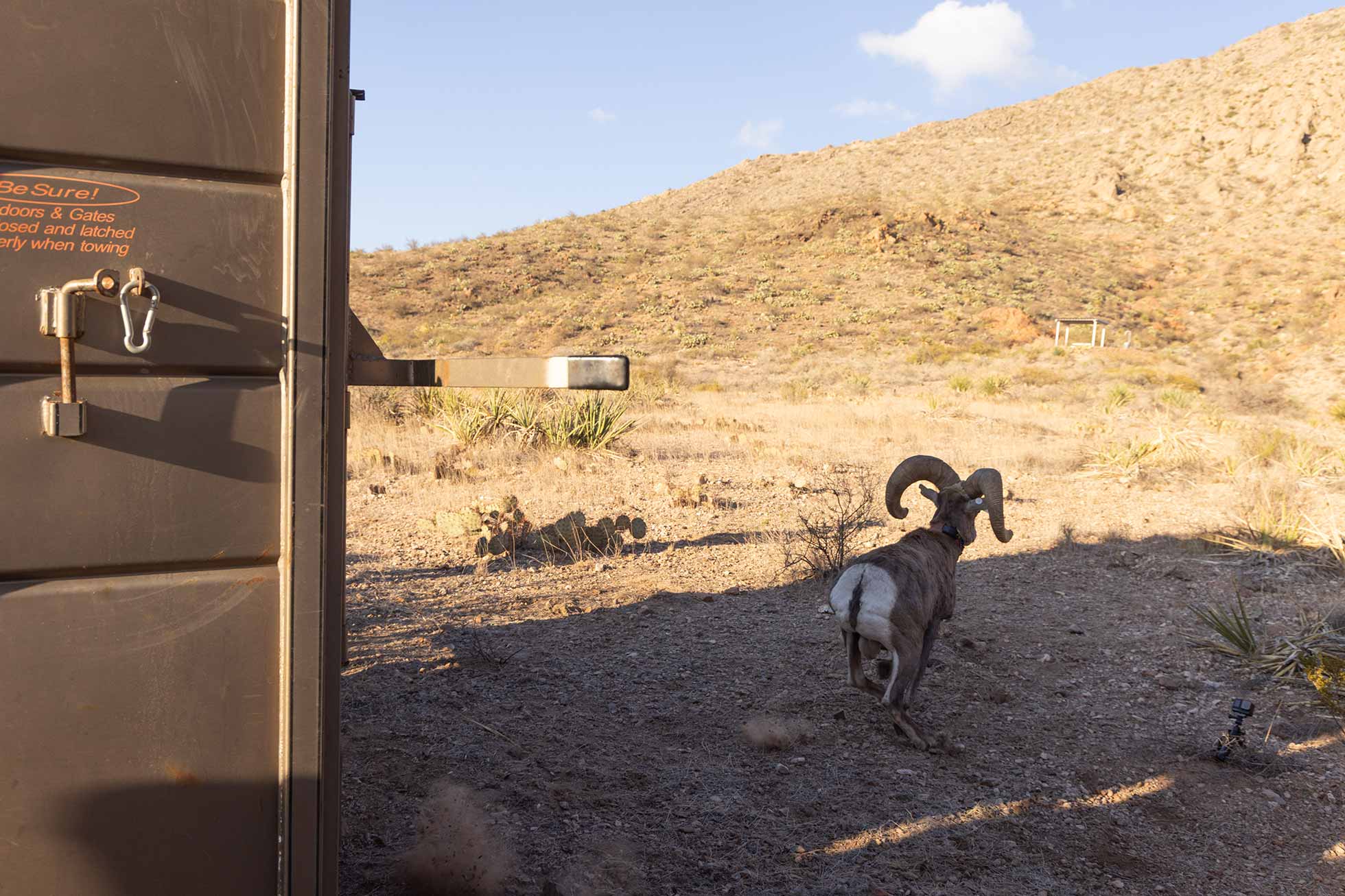 Bighorn Sheep leaving trailor