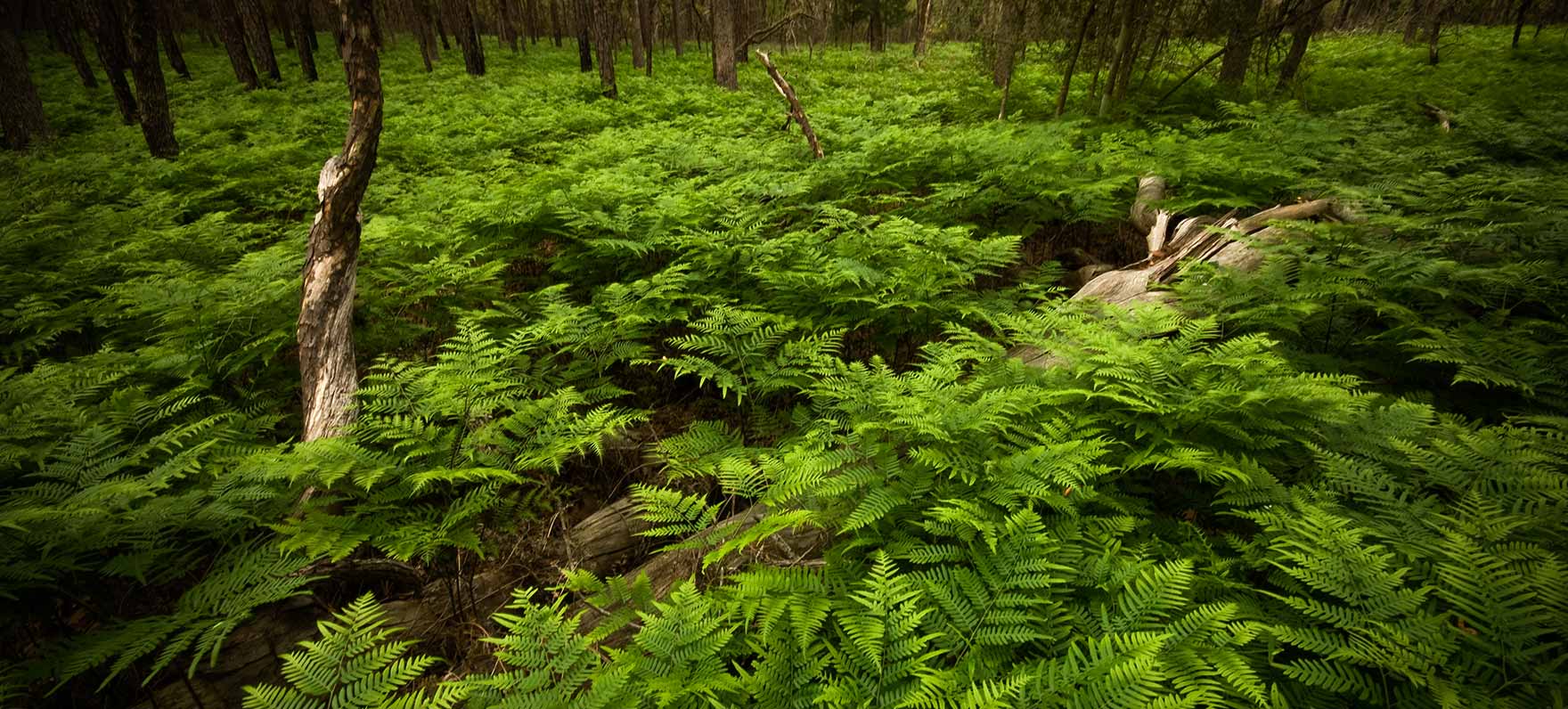 bracken ferns