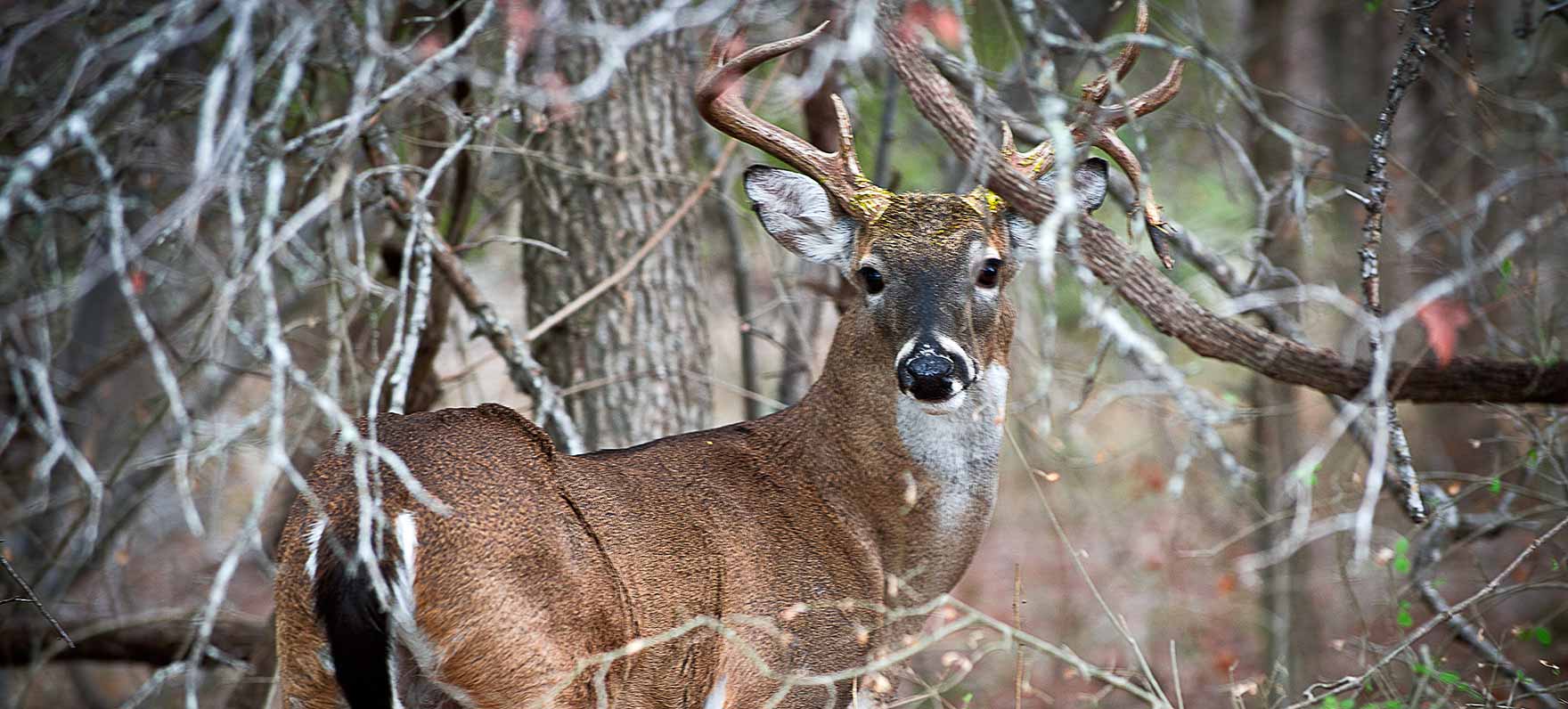 buck deer