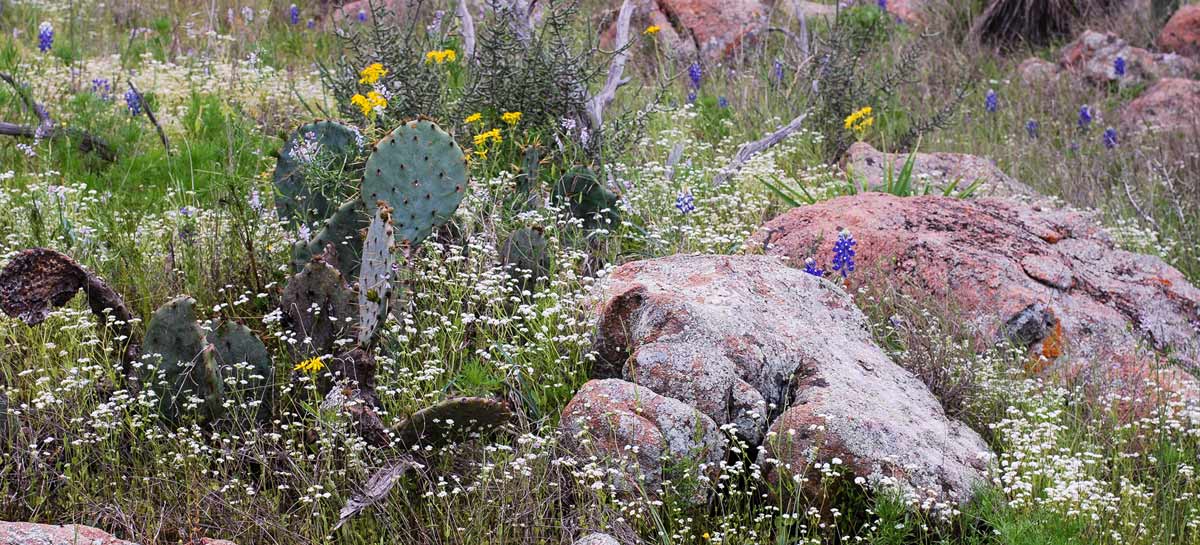 Inks Lake rocks and flowers