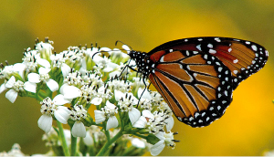 butterfly