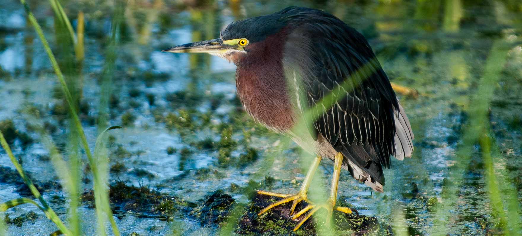Bird at Brazos Bend state park