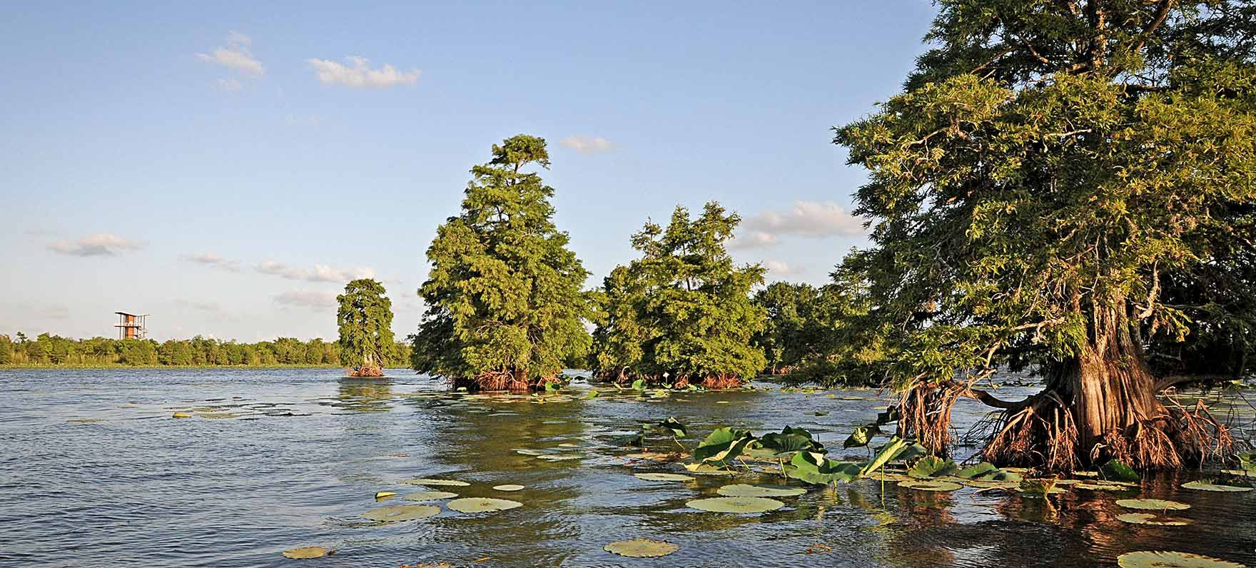Cypress trees, tower view from lake