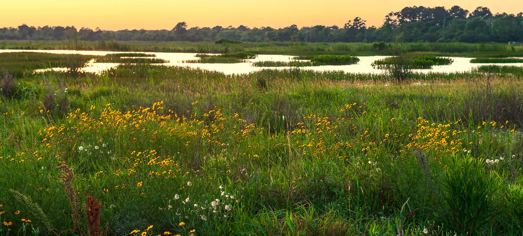 Sheldon Lake prairie